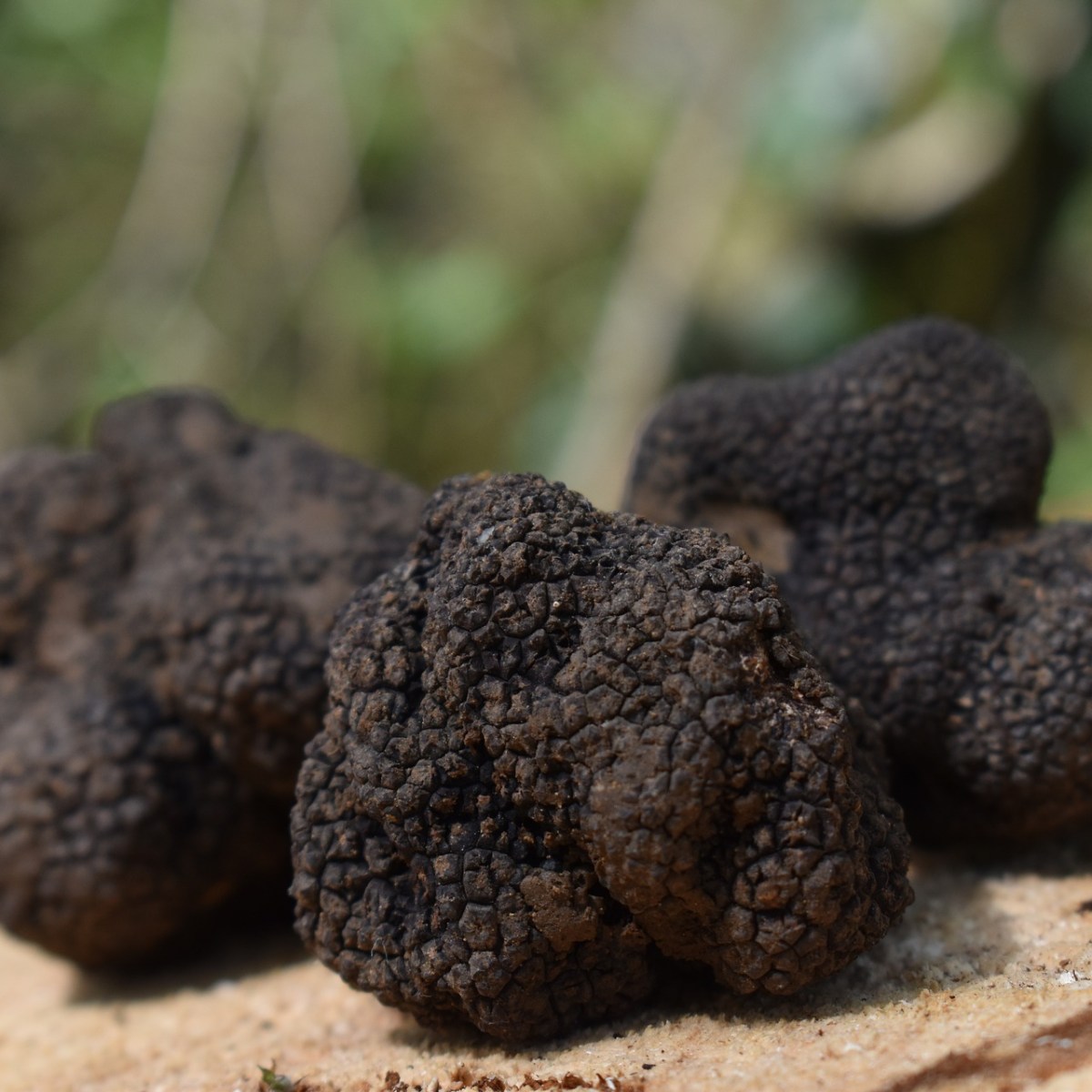 Les week-ends truffe en Provence Hiver&nbsp;2023